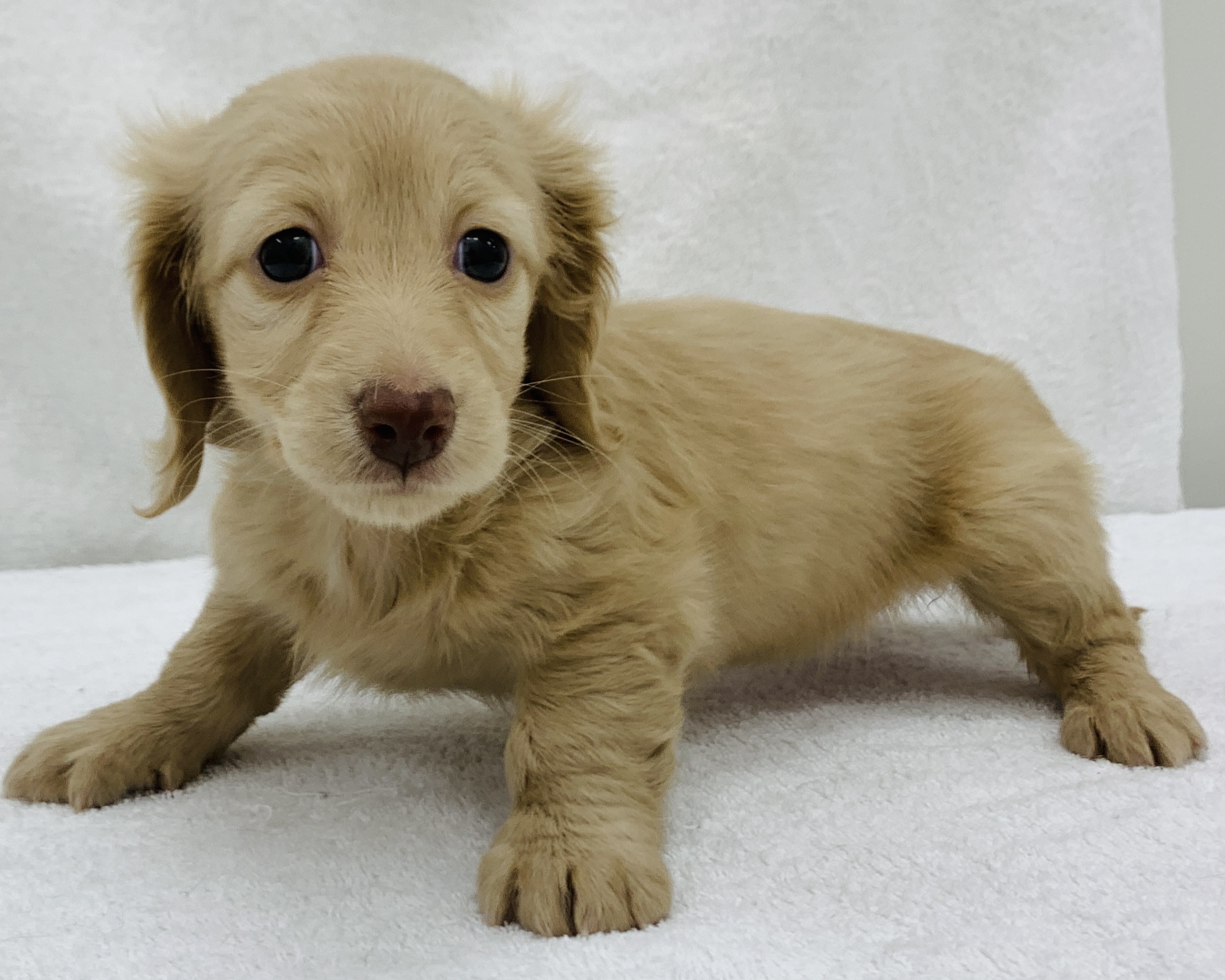 千葉県のミニチュアダックスフンド(ロング) (かねだい千葉店/2025年10月11日生まれ/女の子/クリーム)の子犬の2枚目の画像