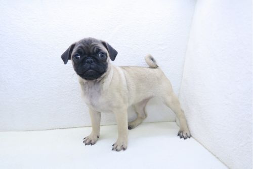 神奈川県のパグ (かねだい海老名店/2025年9月12日生まれ/女の子/フォーン)の子犬