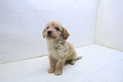 神奈川県のハーフ犬・ミックス犬 (かねだい海老名店/2025年10月8日生まれ/女の子/クリーム)の子犬の1枚目の画像