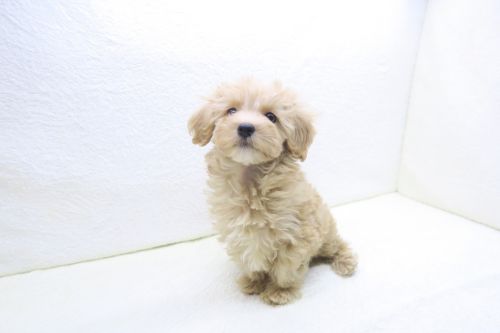 神奈川県のマルプー(マルチーズ×プードル) (かねだい海老名店/2025年10月7日生まれ/男の子/アプリコット)の子犬の1枚目の画像