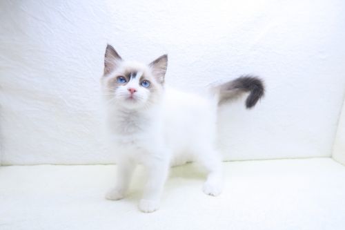 神奈川県のラグドール (かねだい海老名店/2025年9月16日生まれ/女の子/シールポイントバイカラー)の子猫