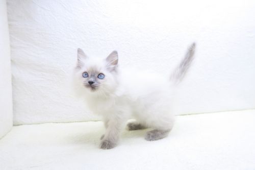 神奈川県のラグドール (かねだい海老名店/2025年10月10日生まれ/女の子/ブルーポイントバイカラー)の子猫