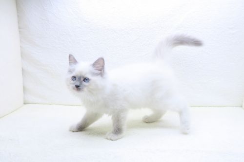 神奈川県のラグドール (かねだい海老名店/2025年10月10日生まれ/女の子/ブルーポイントバイカラー)の子猫