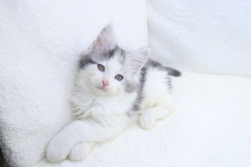 神奈川県のメインクーン (かねだい海老名店/2025年10月12日生まれ/男の子/シルバータビーホワイト)の子猫