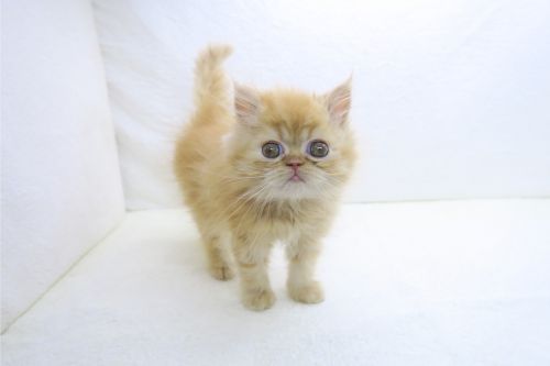 神奈川県のエキゾチック (かねだい海老名店/2025年10月11日生まれ/男の子/レッドタビー)の子猫