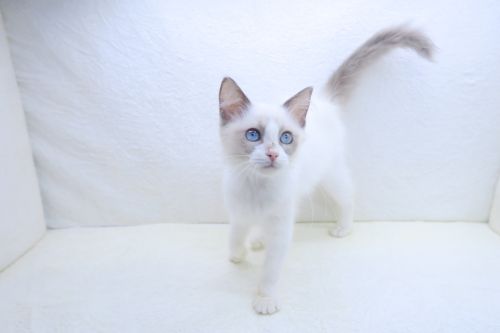 神奈川県のラグドール (かねだい海老名店/2025年9月5日生まれ/女の子/ブルーポイントバイカラー)の子猫の1枚目の画像