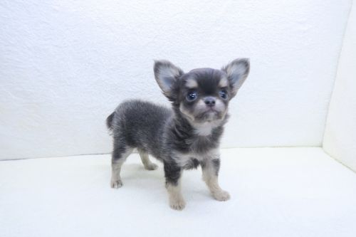 神奈川県のチワワ(ロング) (かねだい海老名店/2025年10月6日生まれ/女の子/ブルータンホワイト)の子犬の1枚目の画像