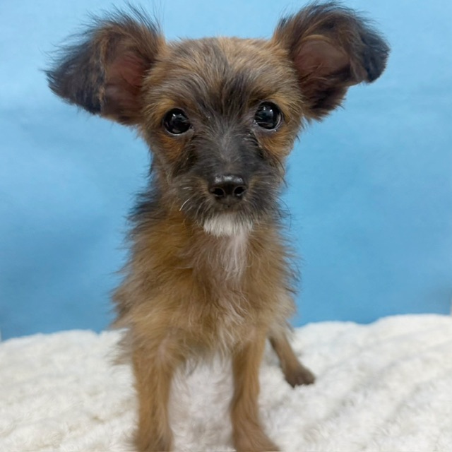 千葉県のチワプー/プーチー(チワワ×プードル) (かねだい四街道店/2025年8月30日生まれ/女の子/ブリンドル)の子犬の1枚目の画像