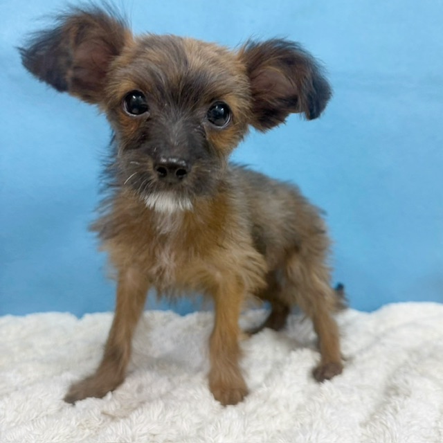 千葉県のチワプー/プーチー(チワワ×プードル) (かねだい四街道店/2025年8月30日生まれ/女の子/ブリンドル)の子犬の2枚目の画像