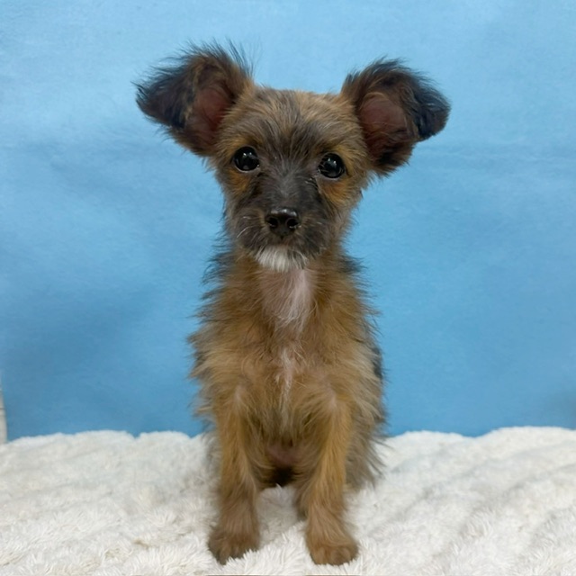 千葉県のチワプー/プーチー(チワワ×プードル) (かねだい四街道店/2025年8月30日生まれ/女の子/ブリンドル)の子犬の3枚目の画像