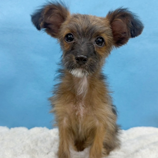 千葉県のチワプー/プーチー(チワワ×プードル) (かねだい四街道店/2025年8月30日生まれ/女の子/ブリンドル)の子犬の4枚目の画像