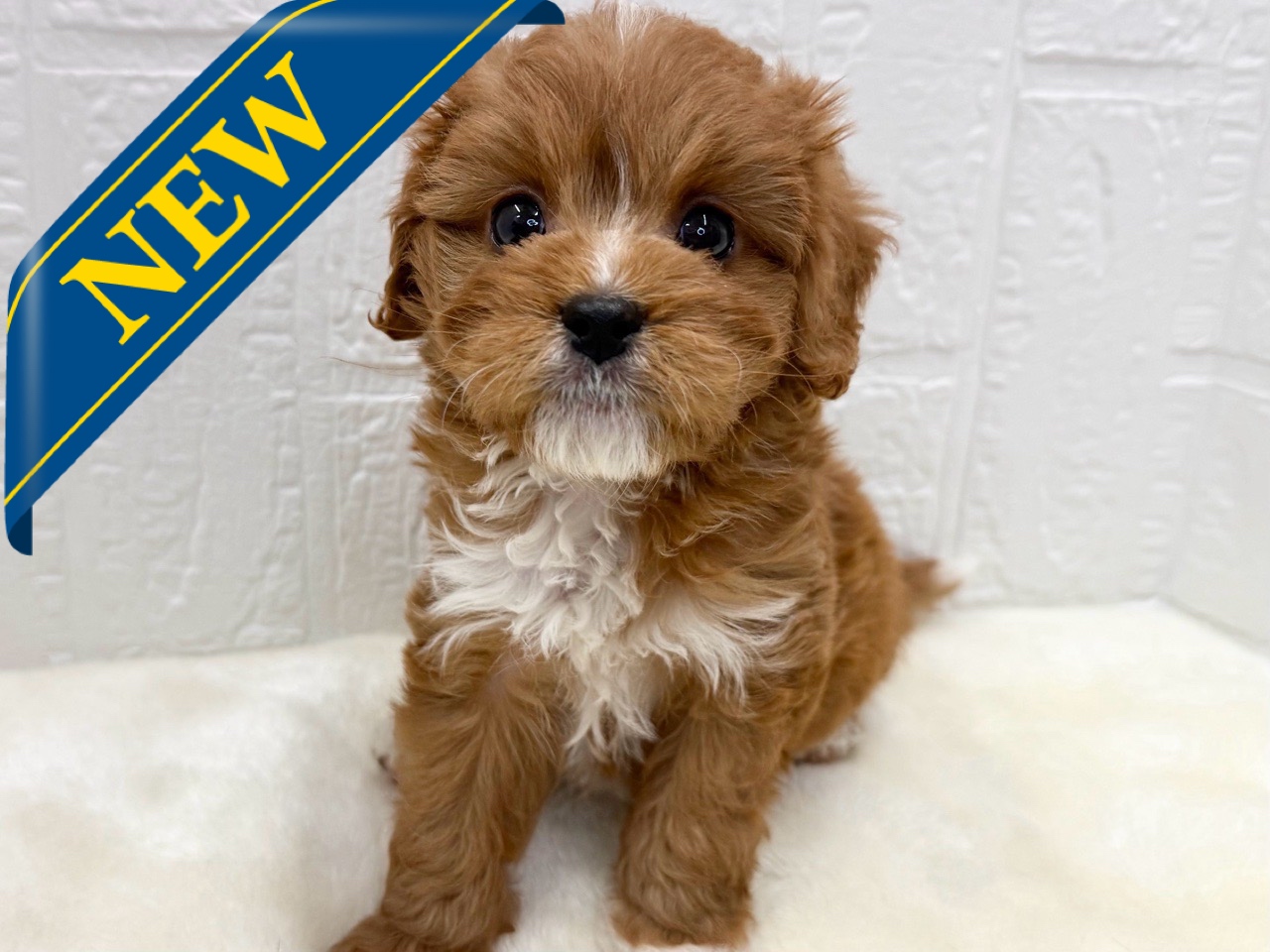 東京都のキャバプー(キャバリア×プードル) (かねだい青梅店/2025年10月8日生まれ/男の子/レッドホワイト)の子犬の1枚目の画像