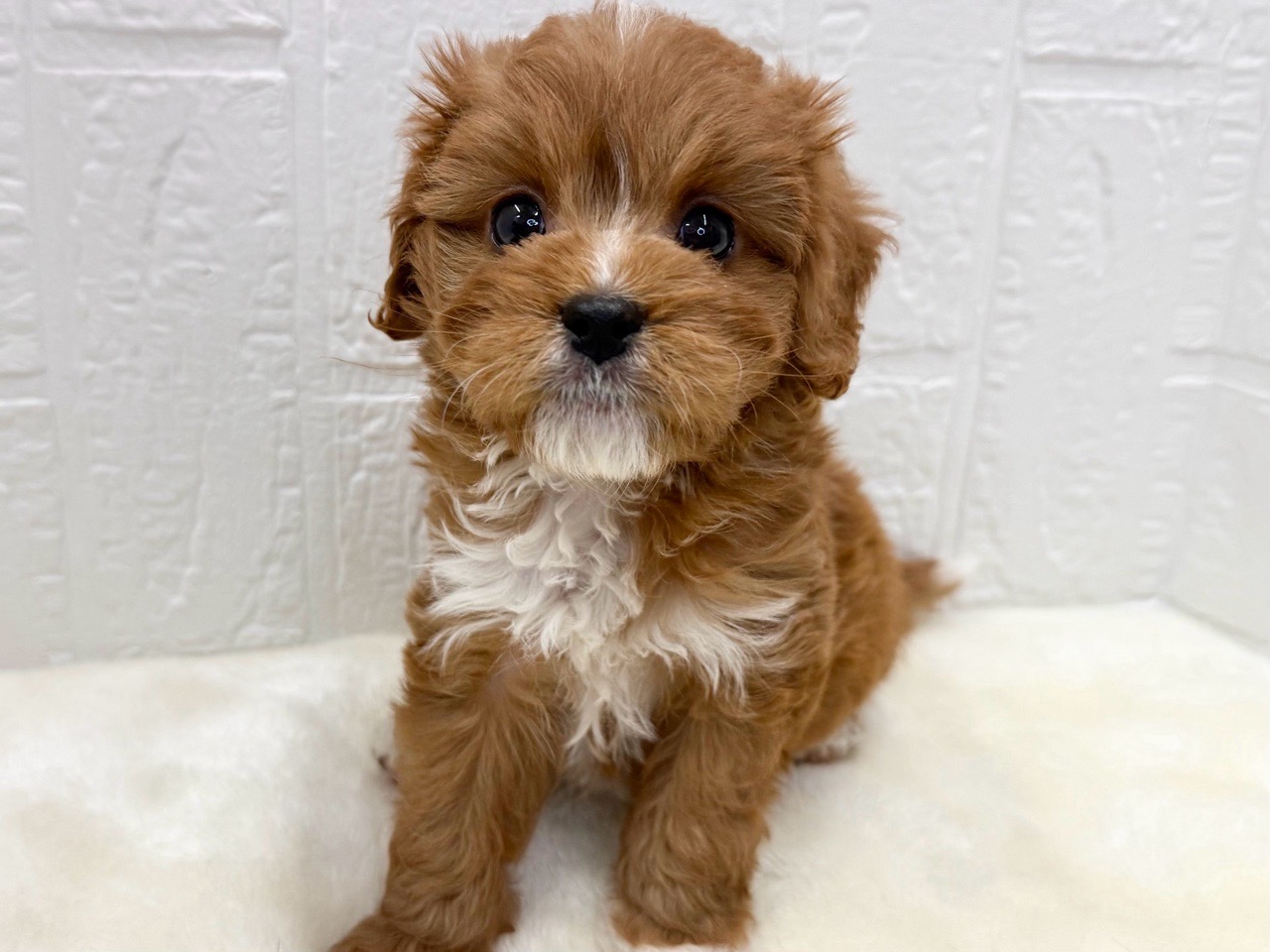 東京都のキャバプー(キャバリア×プードル) (かねだい青梅店/2025年10月8日生まれ/男の子/レッドホワイト)の子犬の2枚目の画像