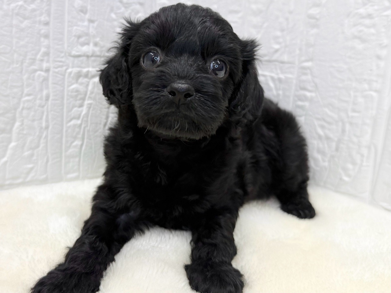 東京都のキャバプー(キャバリア×プードル) (かねだい青梅店/2025年10月12日生まれ/女の子/ブラック)の子犬の2枚目の画像