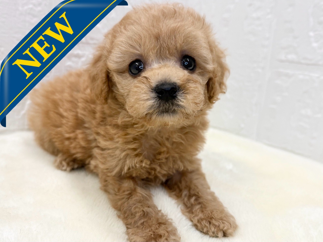 東京都のトイプードル(トイ) (かねだい青梅店/2025年10月11日生まれ/女の子/アプリコット)の子犬の1枚目の画像