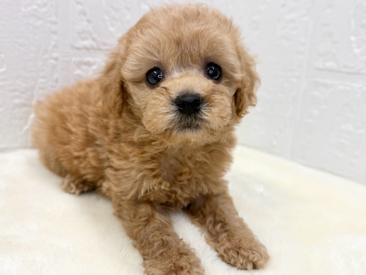 東京都のトイプードル(トイ) (かねだい青梅店/2025年10月11日生まれ/女の子/アプリコット)の子犬の2枚目の画像