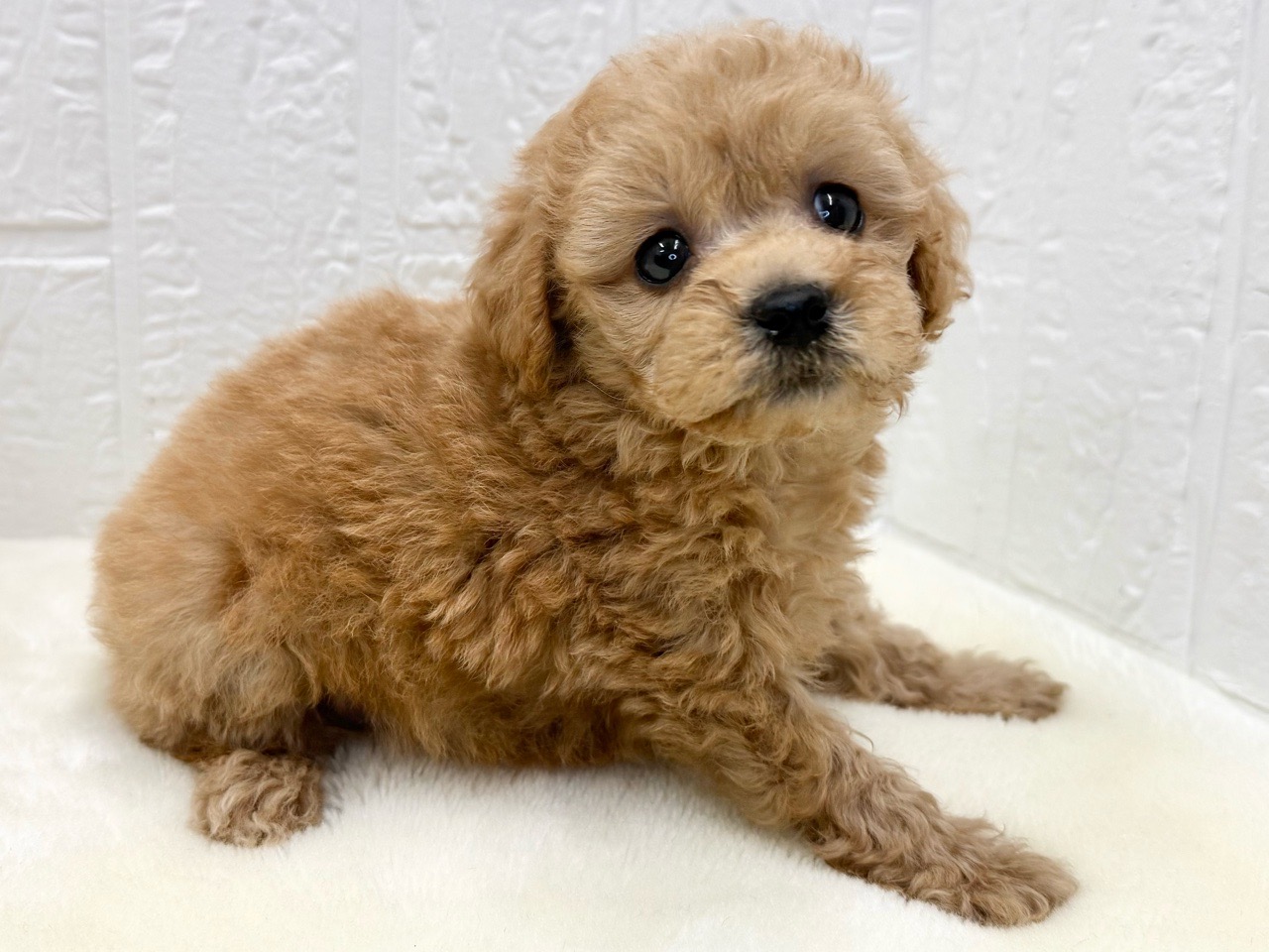 東京都のトイプードル(トイ) (かねだい青梅店/2025年10月11日生まれ/女の子/アプリコット)の子犬の4枚目の画像