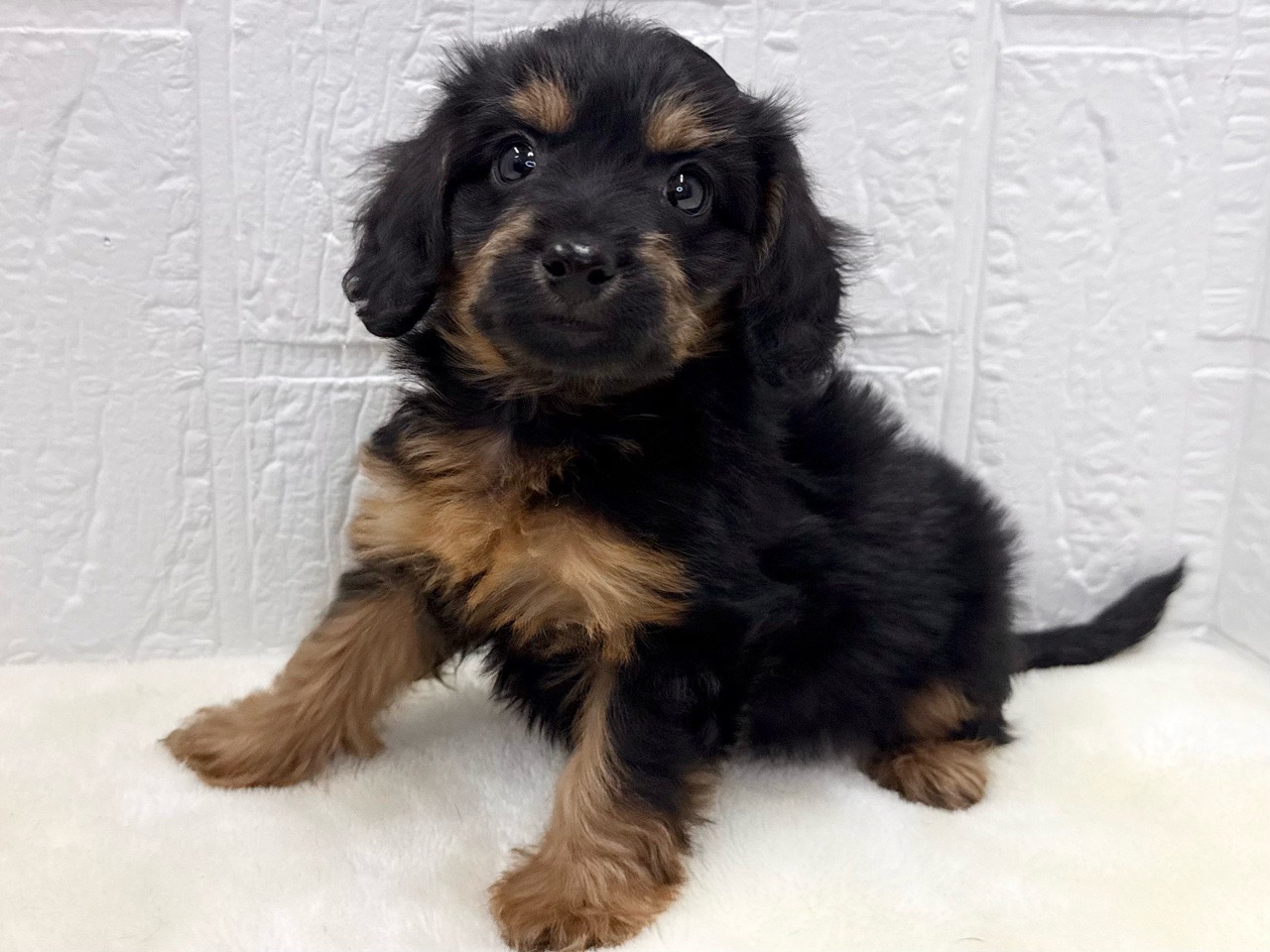 東京都のダップー(ダックス×プードル) (かねだい青梅店/2025年10月13日生まれ/男の子/ブラックタン)の子犬の3枚目の画像