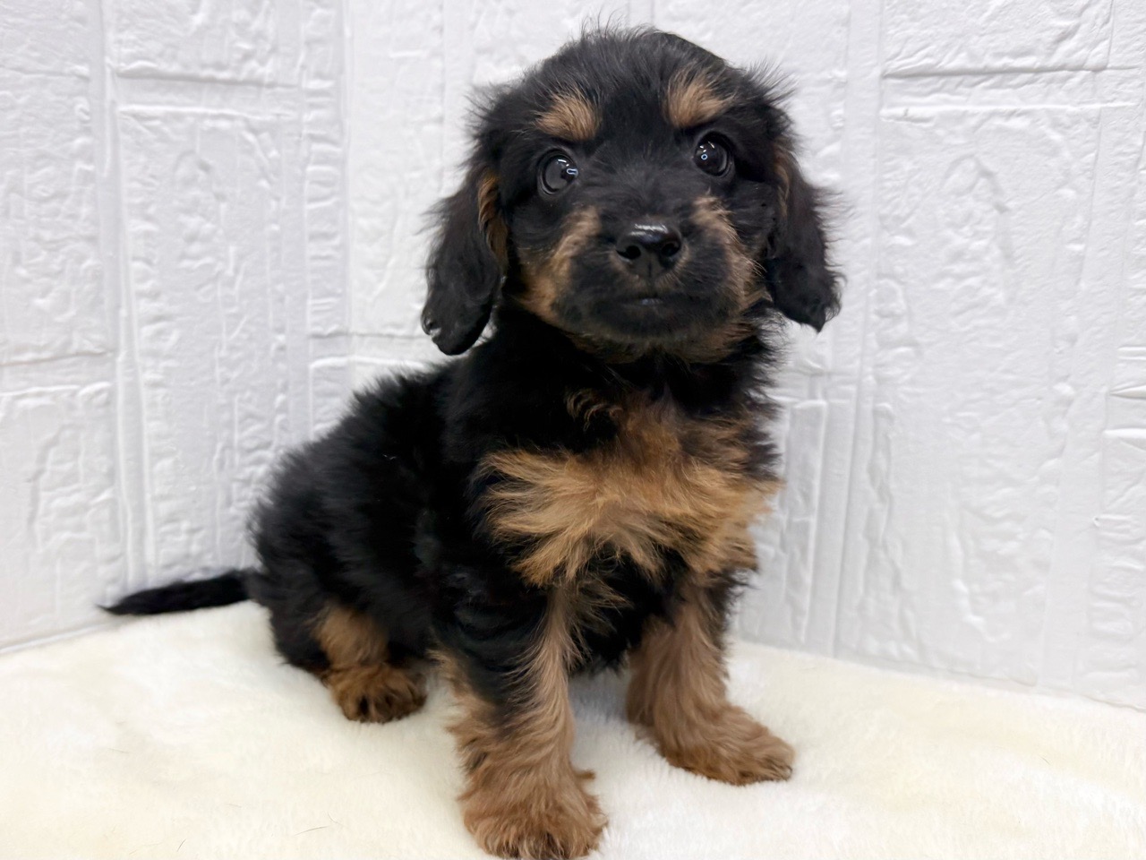 東京都のダップー(ダックス×プードル) (かねだい青梅店/2025年10月13日生まれ/男の子/ブラックタン)の子犬の4枚目の画像