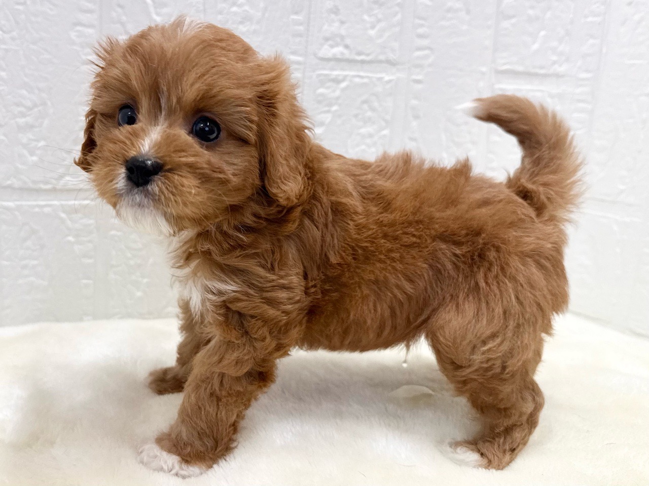 東京都のキャバプー(キャバリア×プードル) (かねだい青梅店/2025年10月8日生まれ/男の子/レッドホワイト)の子犬の3枚目の画像