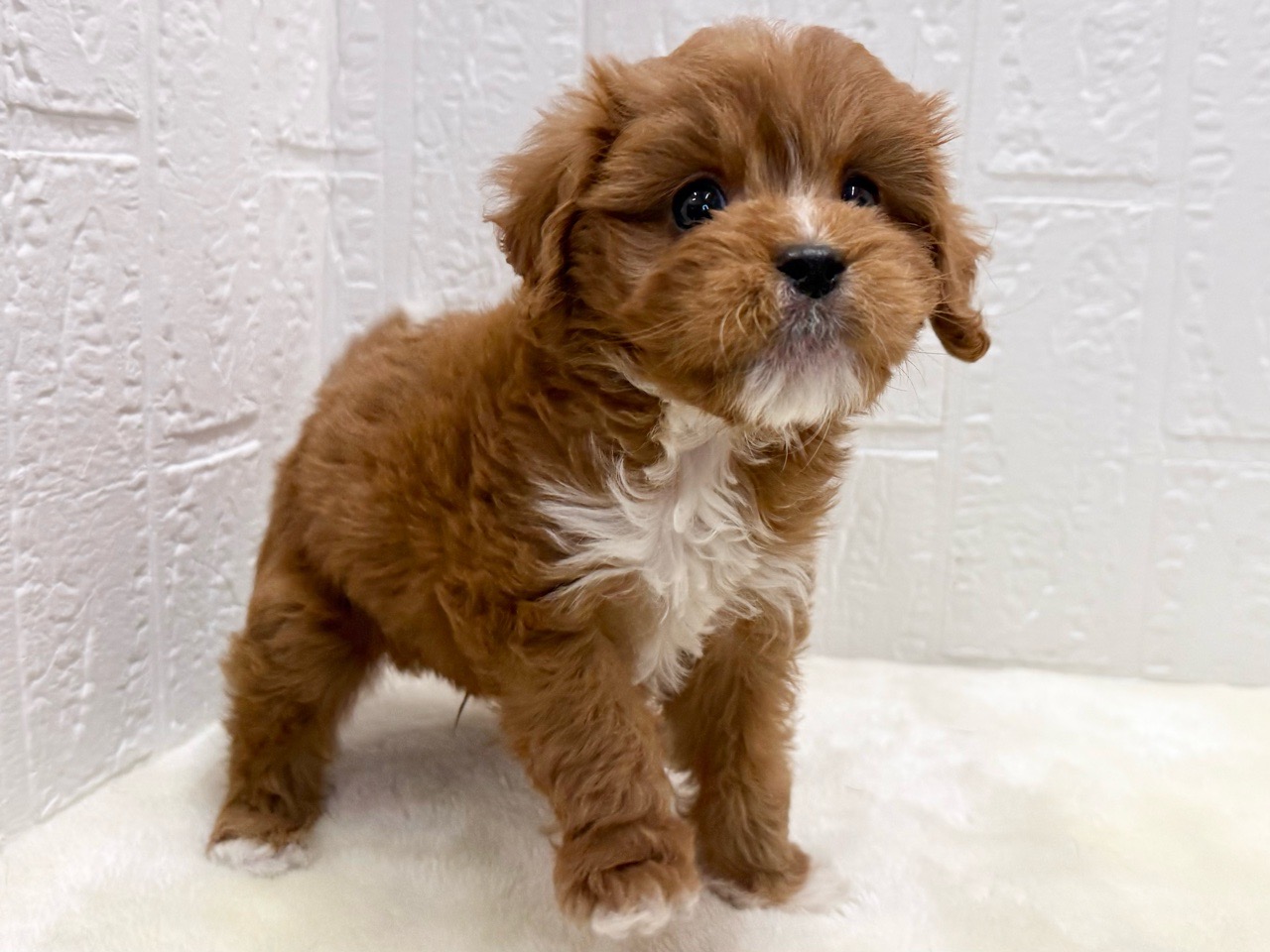 東京都のキャバプー(キャバリア×プードル) (かねだい青梅店/2025年10月8日生まれ/男の子/レッドホワイト)の子犬の4枚目の画像