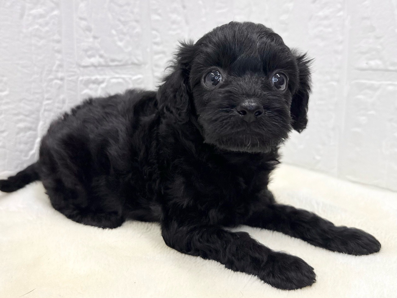 東京都のキャバプー(キャバリア×プードル) (かねだい青梅店/2025年10月12日生まれ/女の子/ブラック)の子犬の3枚目の画像