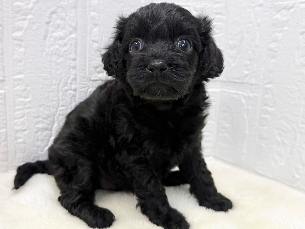 東京都のキャバプー(キャバリア×プードル) (かねだい青梅店/2025年10月12日生まれ/女の子/ブラック)の子犬の4枚目の画像