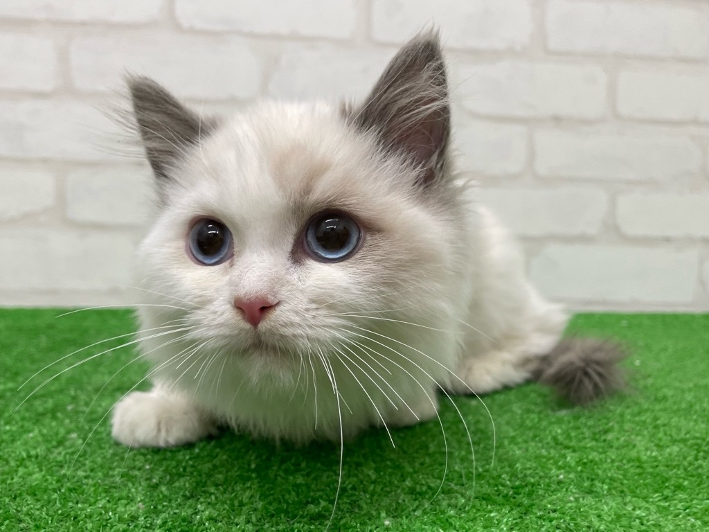 東京都のラグドール (かねだい立川店/2025年9月21日生まれ/男の子/ブルーポイントバイカラー)の子猫