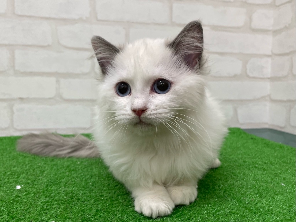 東京都のラグドール (かねだい立川店/2025年9月21日生まれ/女の子/ブルーポイントバイカラー)の子猫