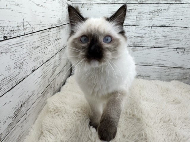 新潟県のラグドール (かねだいペットトライアル魚沼/2025年6月19日生まれ/男の子/ブルーポイント)の子猫の3枚目の画像