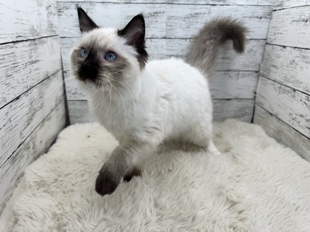 新潟県のラグドール (かねだいペットトライアル魚沼/2025年6月19日生まれ/男の子/ブルーポイント)の子猫の4枚目の画像