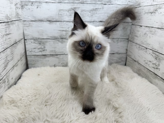 新潟県のラグドール (かねだいペットトライアル魚沼/2025年6月19日生まれ/男の子/ブルーポイント)の子猫の3枚目の画像