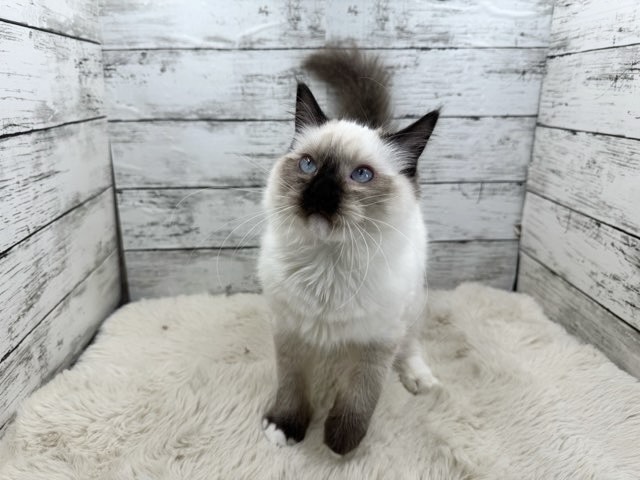 新潟県のラグドール (かねだいペットトライアル魚沼/2025年6月19日生まれ/男の子/ブルーポイント)の子猫の4枚目の画像