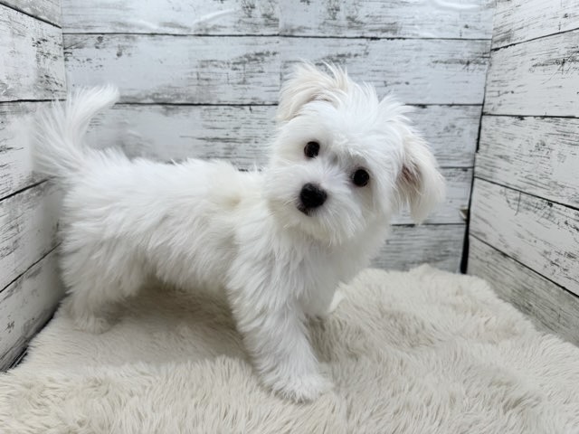 新潟県のポメビション(ポメラニアン×ビションフリーゼ) (かねだいペットトライアル魚沼/2025年8月17日生まれ/男の子/ホワイト)の子犬の1枚目の画像