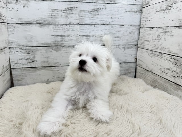 新潟県のポメビション(ポメラニアン×ビションフリーゼ) (かねだいペットトライアル魚沼/2025年8月17日生まれ/男の子/ホワイト)の子犬の2枚目の画像