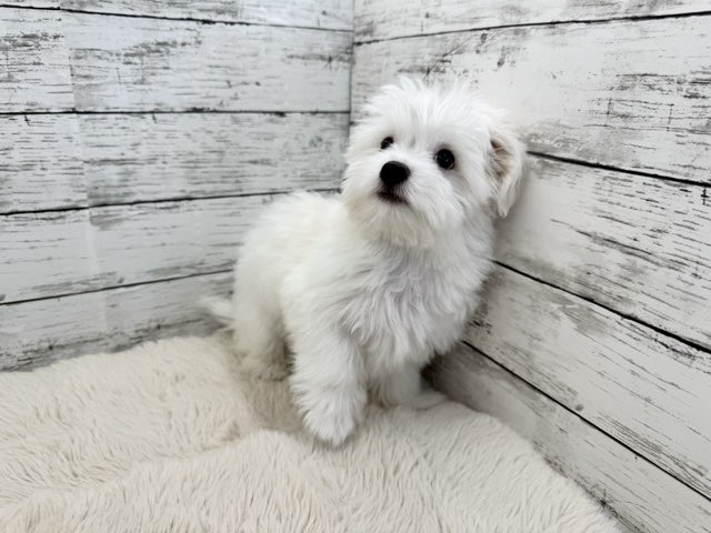 新潟県のポメビション(ポメラニアン×ビションフリーゼ) (かねだいペットトライアル魚沼/2025年8月17日生まれ/男の子/ホワイト)の子犬の3枚目の画像