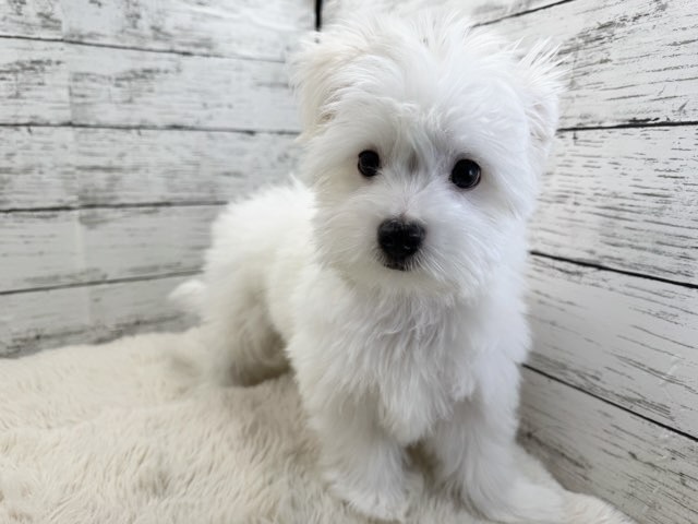 新潟県のポメビション(ポメラニアン×ビションフリーゼ) (かねだいペットトライアル魚沼/2025年8月17日生まれ/男の子/ホワイト)の子犬の4枚目の画像