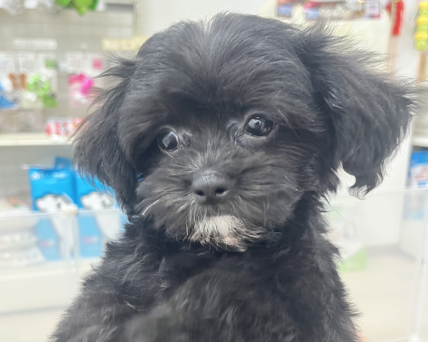 群馬県のハーフ犬・ミックス犬 (かねだいペットトライアル前橋/2025年9月2日生まれ/男の子/ブラックホワイト)の子犬の1枚目の画像