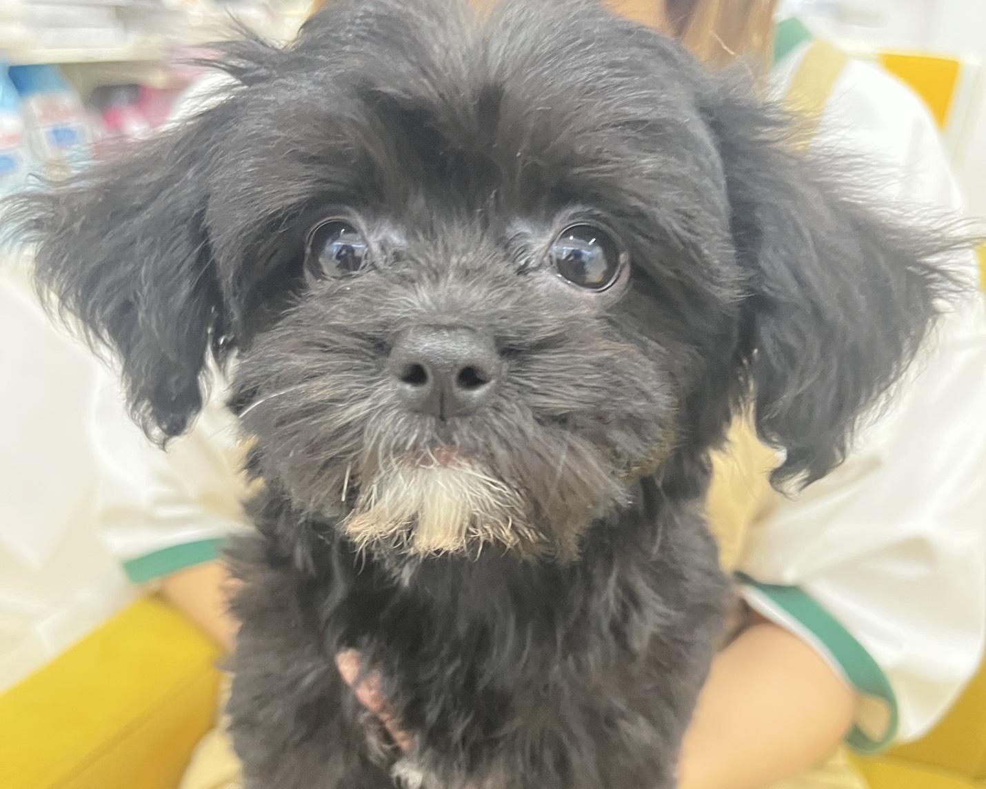 群馬県のハーフ犬・ミックス犬 (かねだいペットトライアル前橋/2025年9月2日生まれ/男の子/ブラックホワイト)の子犬の2枚目の画像