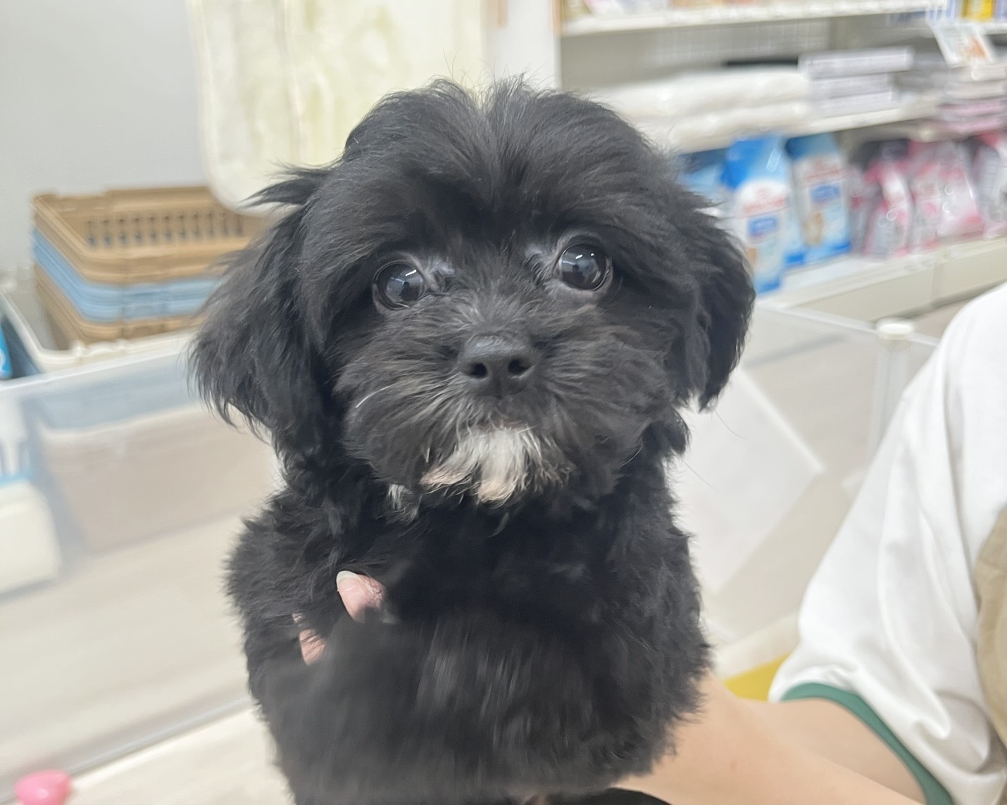 群馬県のハーフ犬・ミックス犬 (かねだいペットトライアル前橋/2025年9月2日生まれ/男の子/ブラックホワイト)の子犬の3枚目の画像