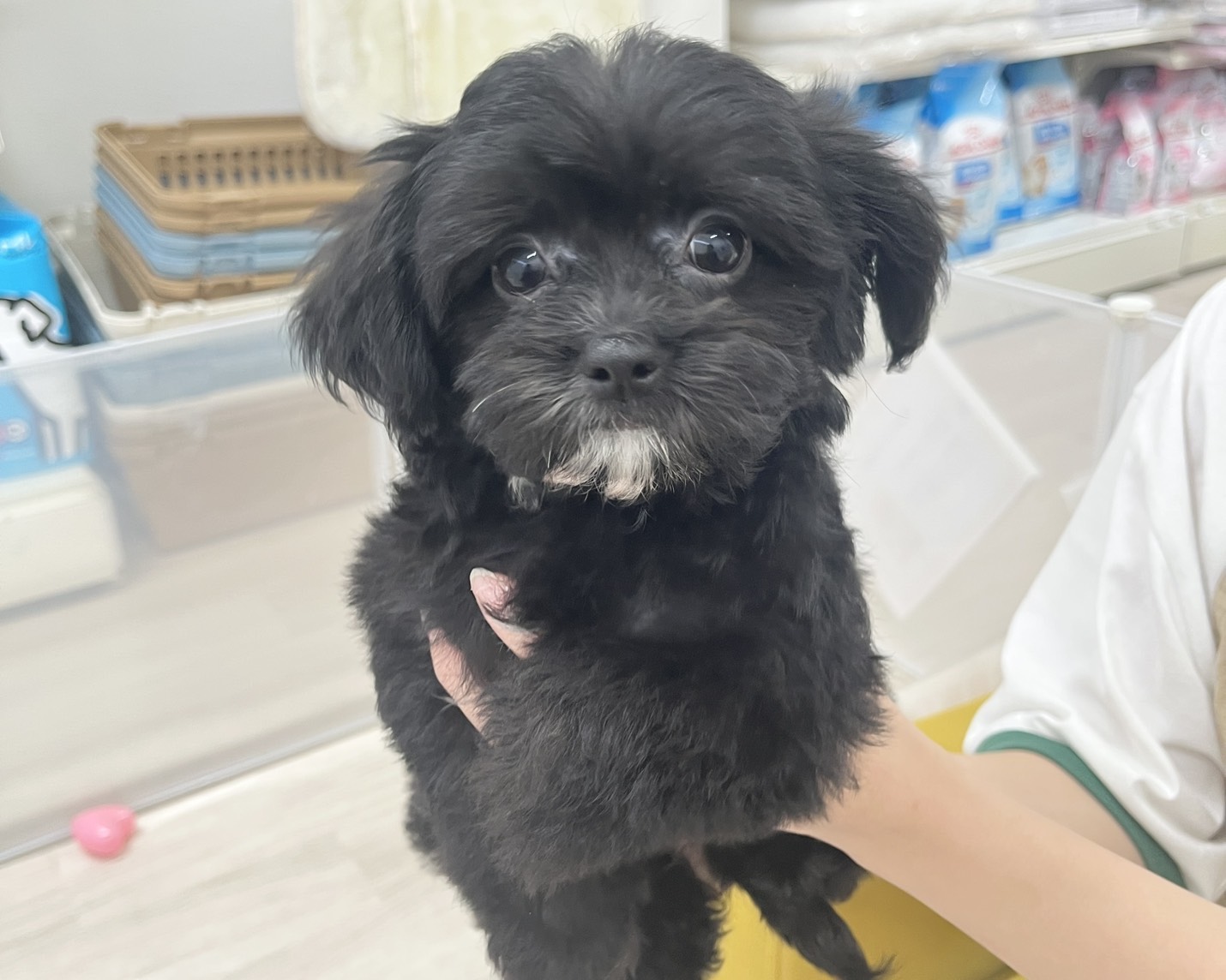 群馬県のハーフ犬・ミックス犬 (かねだいペットトライアル前橋/2025年9月2日生まれ/男の子/ブラックホワイト)の子犬の4枚目の画像