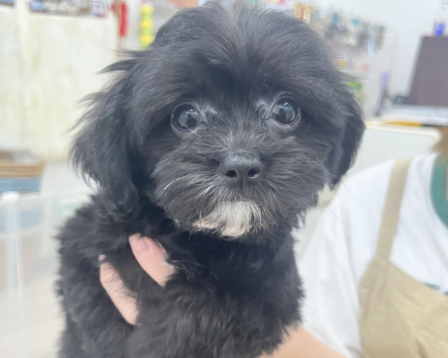 群馬県のハーフ犬・ミックス犬 (かねだいペットトライアル前橋/2025年9月2日生まれ/男の子/ブラックホワイト)の子犬の3枚目の画像