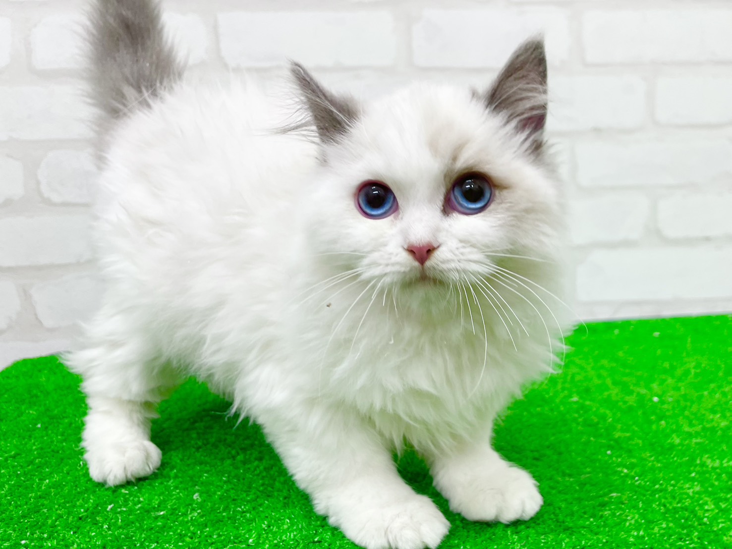 東京都のラグドール (かねだい立川店/2025年9月21日生まれ/男の子/ブルーポイントバイカラー)の子猫の3枚目の画像