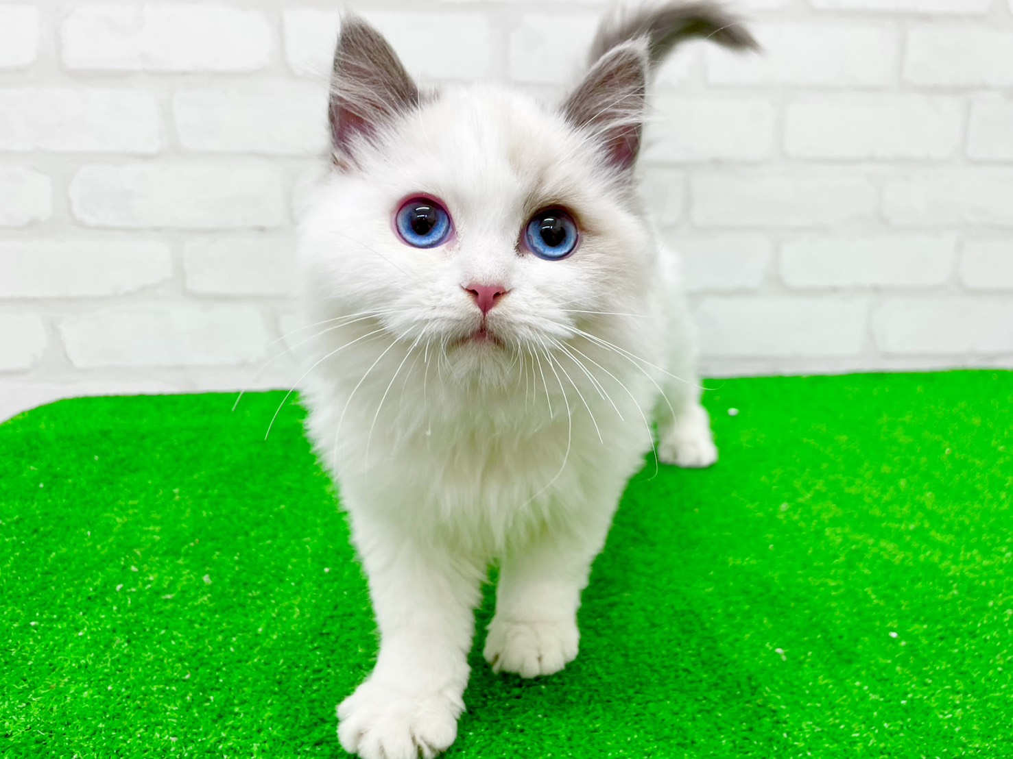 東京都のラグドール (かねだい立川店/2025年9月21日生まれ/男の子/ブルーポイントバイカラー)の子猫の2枚目の画像