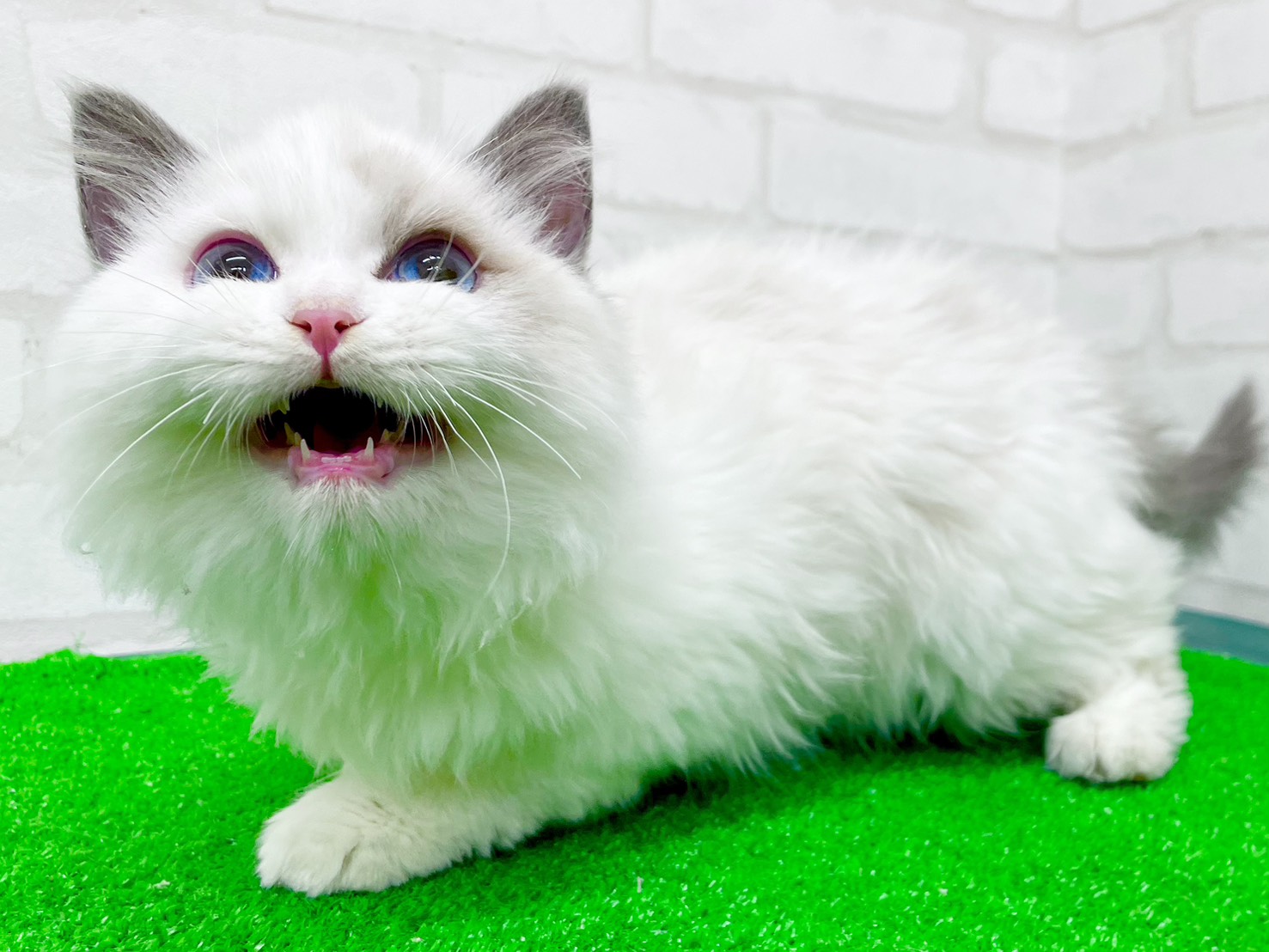 東京都のラグドール (かねだい立川店/2025年9月21日生まれ/男の子/ブルーポイントバイカラー)の子猫の4枚目の画像