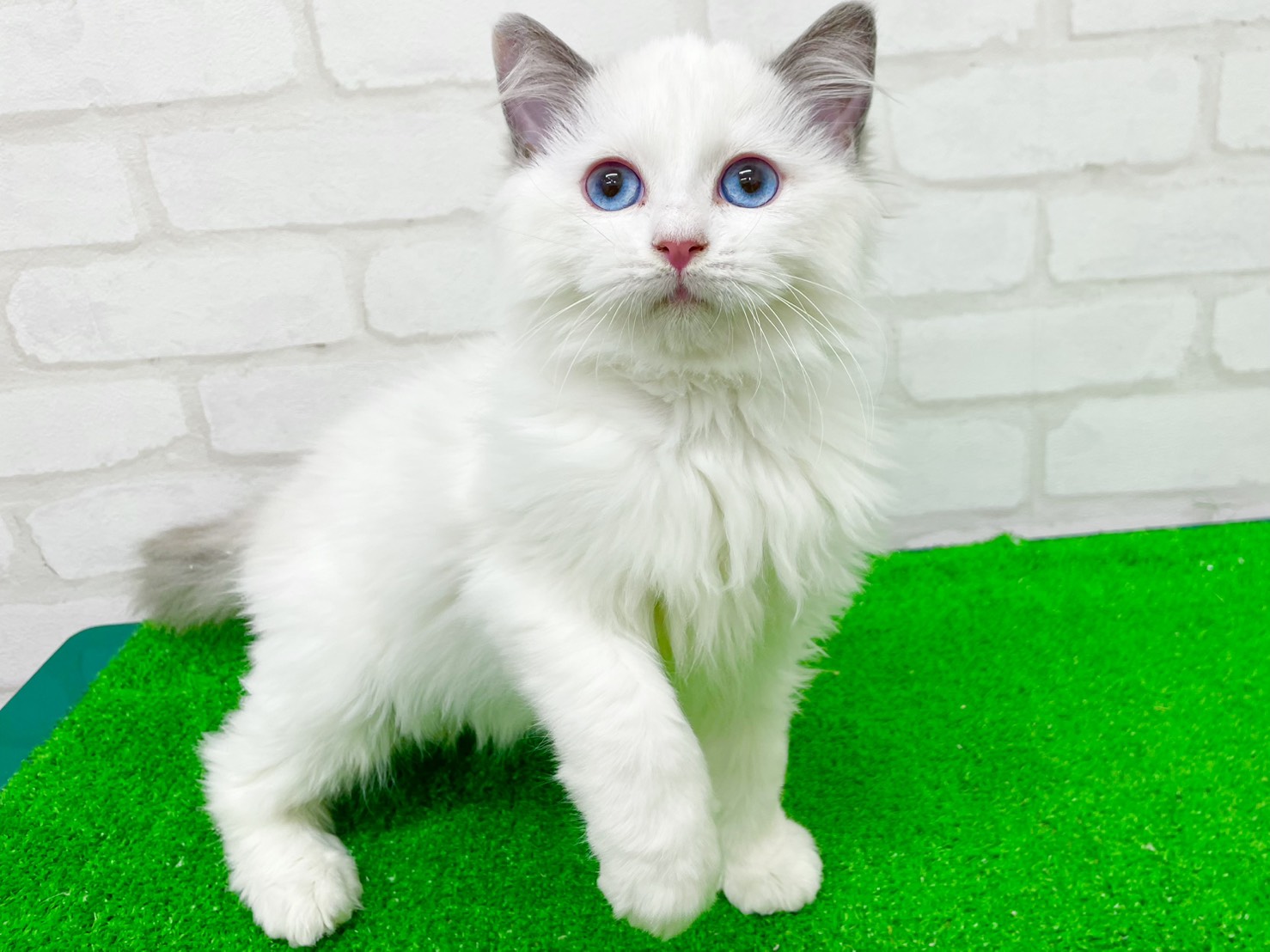 東京都のラグドール (かねだい立川店/2025年9月21日生まれ/女の子/ブルーポイントバイカラー)の子猫の1枚目の画像