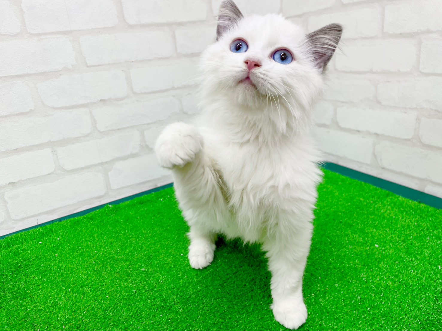 東京都のラグドール (かねだい立川店/2025年9月21日生まれ/女の子/ブルーポイントバイカラー)の子猫の4枚目の画像