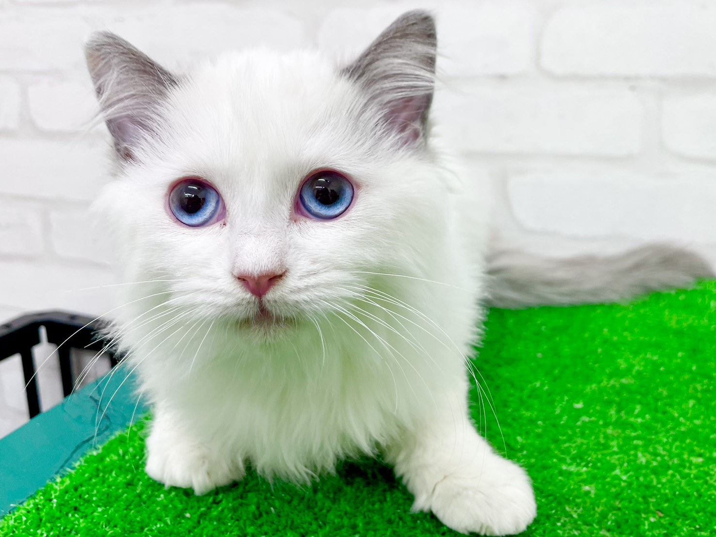 東京都のラグドール (かねだい立川店/2025年9月21日生まれ/女の子/ブルーポイントバイカラー)の子猫の2枚目の画像