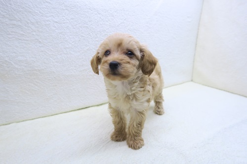 神奈川県のハーフ犬・ミックス犬 (かねだい海老名店/2025年10月8日生まれ/女の子/クリーム)の子犬の2枚目の画像