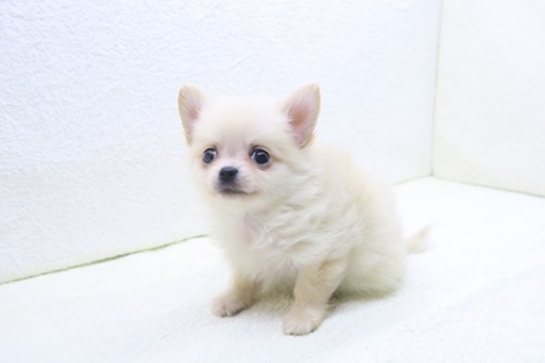 神奈川県のポメチワ/チワポメ/ポメチー(ポメラニアン×チワワ) (かねだい海老名店/2025年10月11日生まれ/男の子/クリーム)の子犬の2枚目の画像